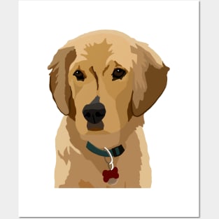 Beau the Golden Retriever Posters and Art